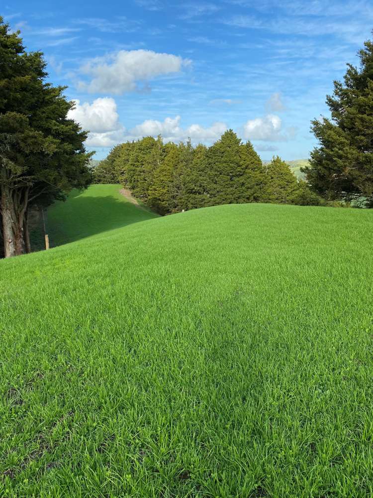 Pigs Head Road Whakapara_10