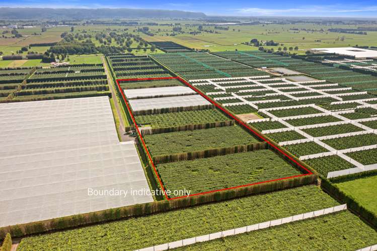 73 Orchard Road Edgecumbe_1