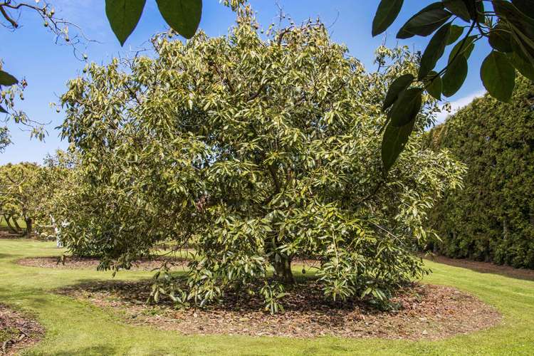 151 Wright Road Aongatete_26