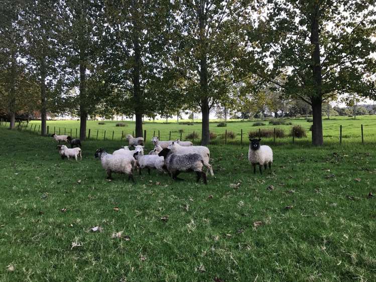 1265 Riponui Road Ruatangata_25