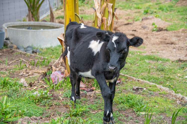 1688 South Head Road Helensville_59