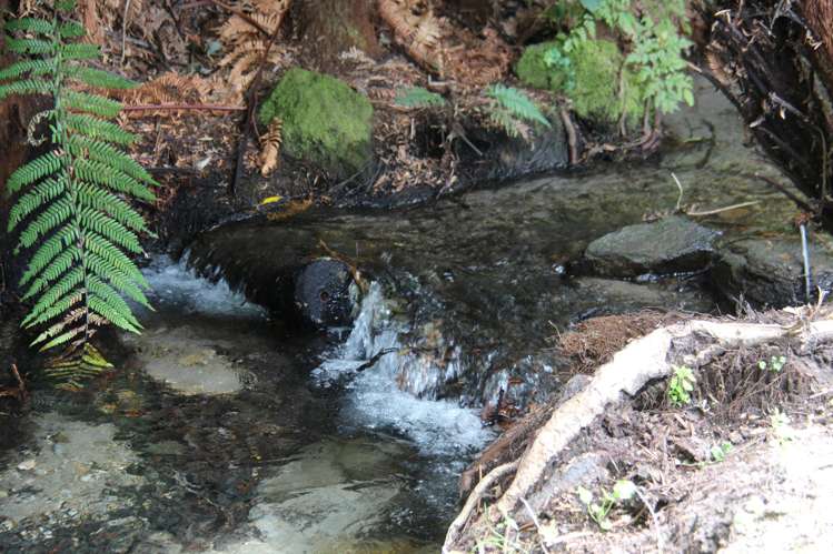 483 Spencer Road Lake Tarawera_33