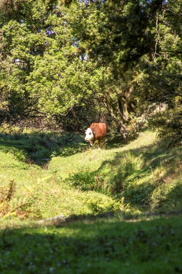 145b Helenslee Road Pokeno_44