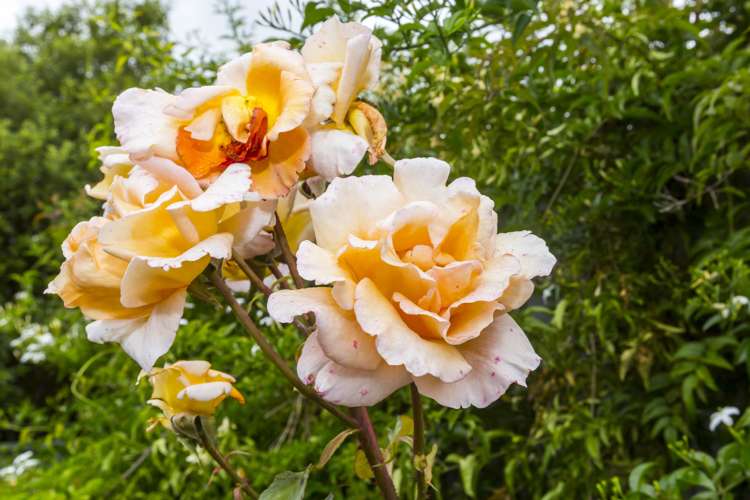 94 Riverstone Drive Riverstone Terraces_16