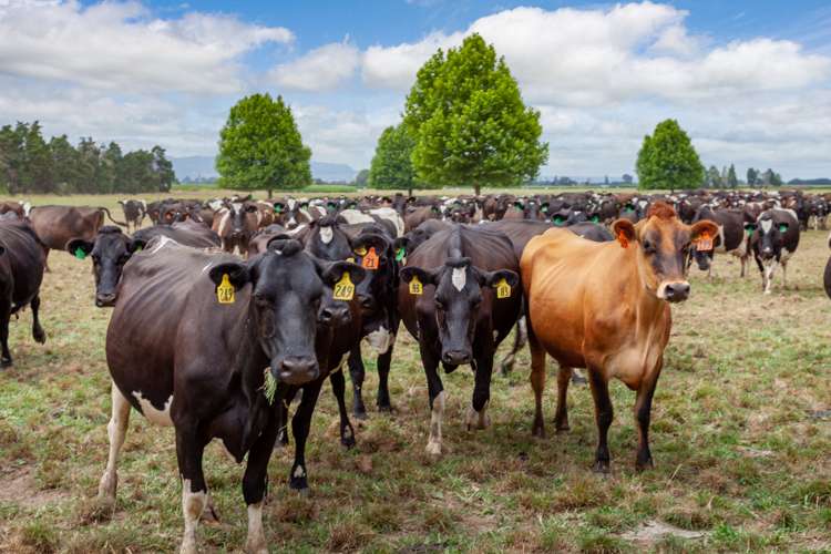 148 Troughton Road Matamata_12