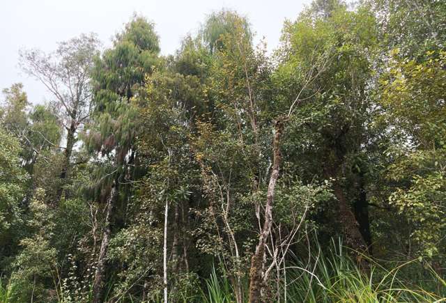 Lot 74 Sanctuary Place Kumara Junction_4