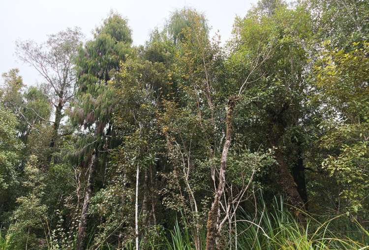 Lot 74 Sanctuary Place Kumara Junction_4