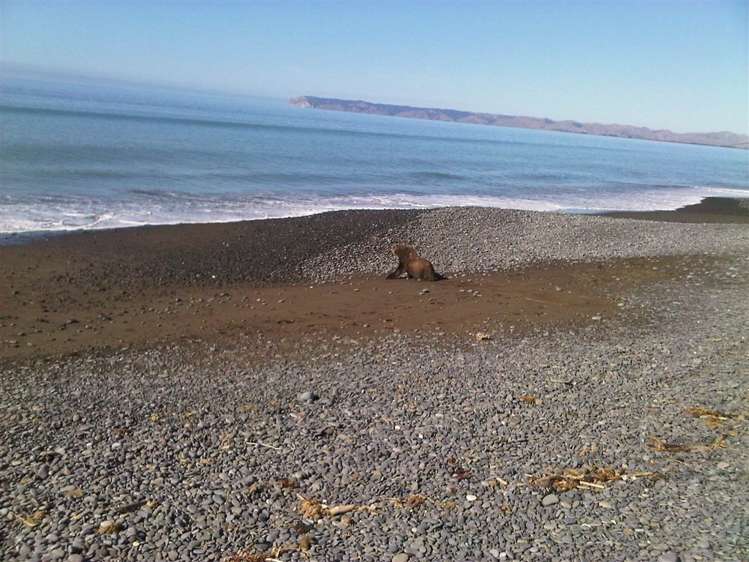 222 Rarangi Beach Road Rarangi_16