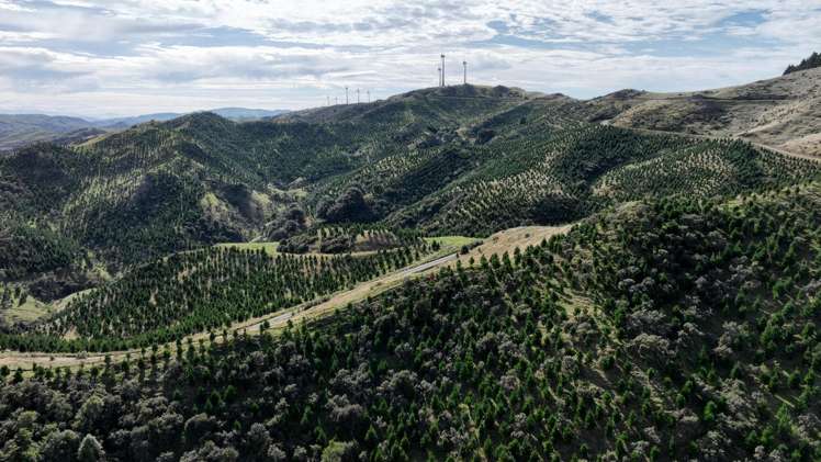 Paruwai Road Ruakokoputuna_2