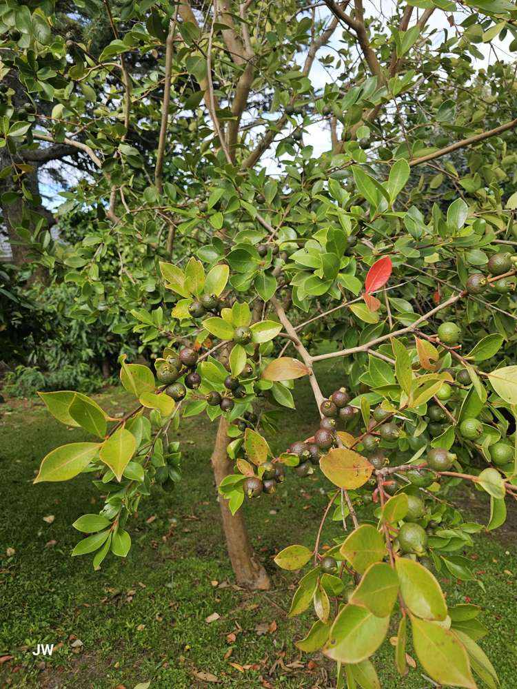 40 Zealandia Road Manly_22