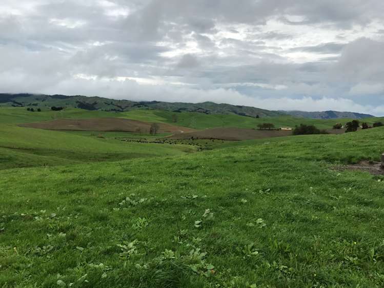 363 Martin Road Waerenga_2