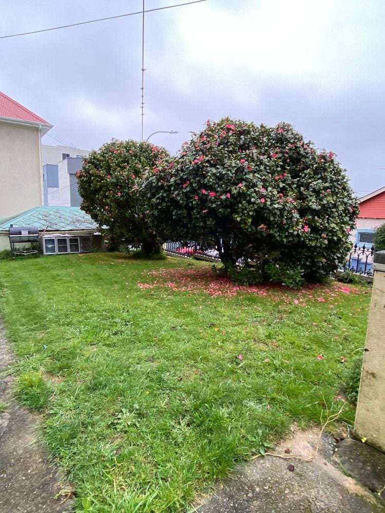 6 Levy Street Mount Victoria_17