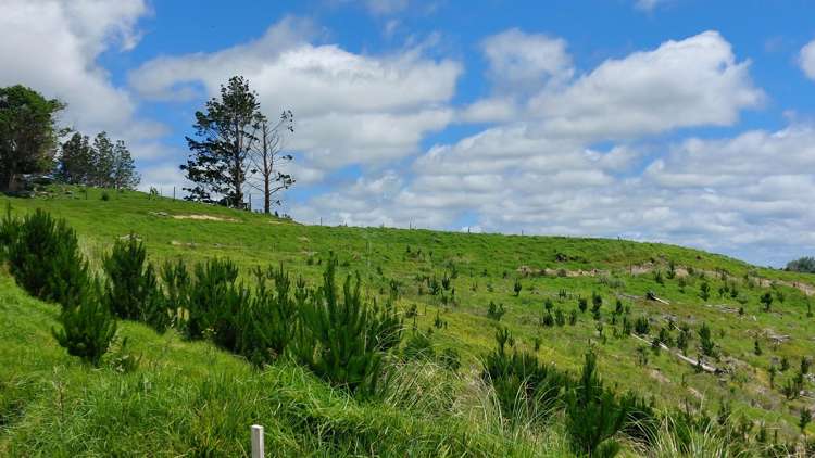 Lot 7/49 Kamea Place Maungaturoto_17