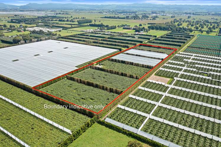 73 Orchard Road Edgecumbe_6