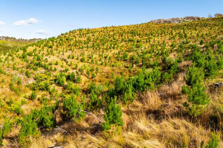 Bull Road Paparoa_11