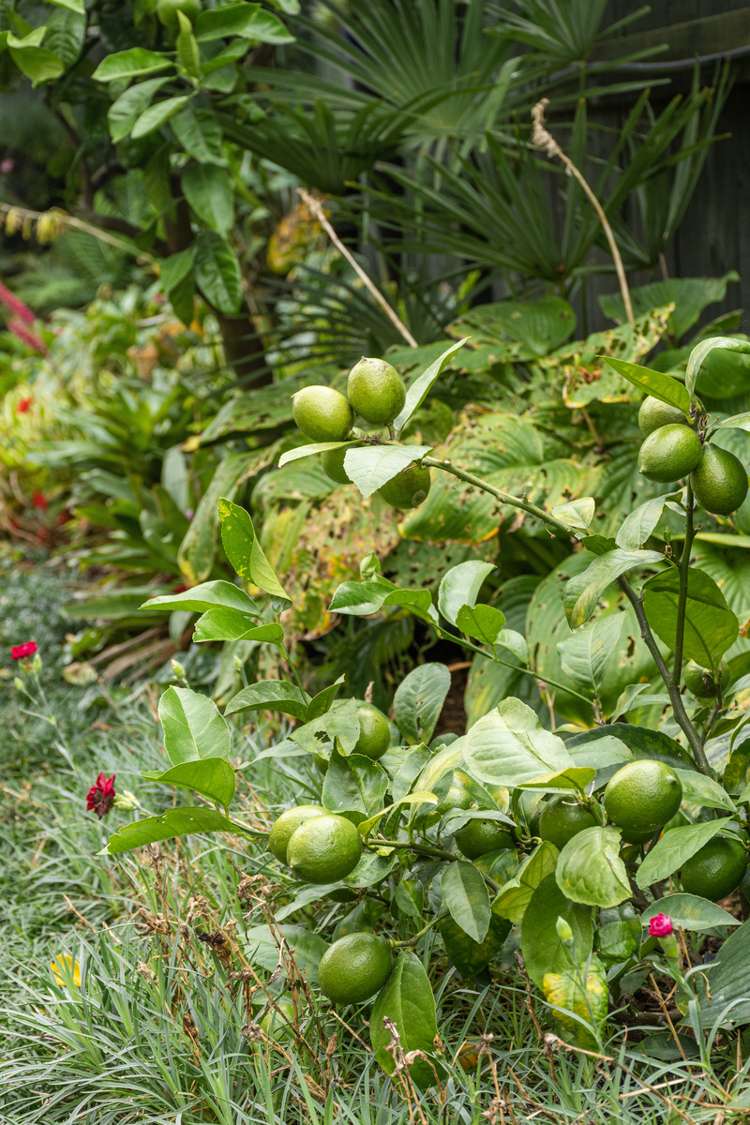 15 Oakwood Way Papamoa_16