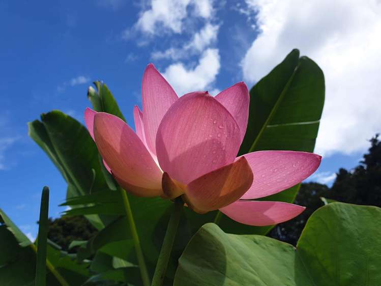 304 Mangakahia Road Maungatapere_6