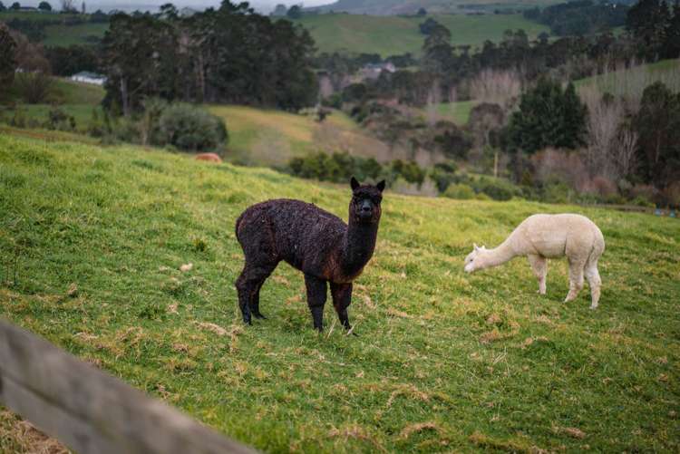 155 Pratts Road Ramarama_68