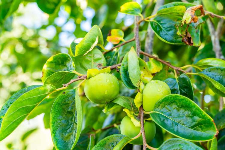 228 Harris Road Glenbervie_23