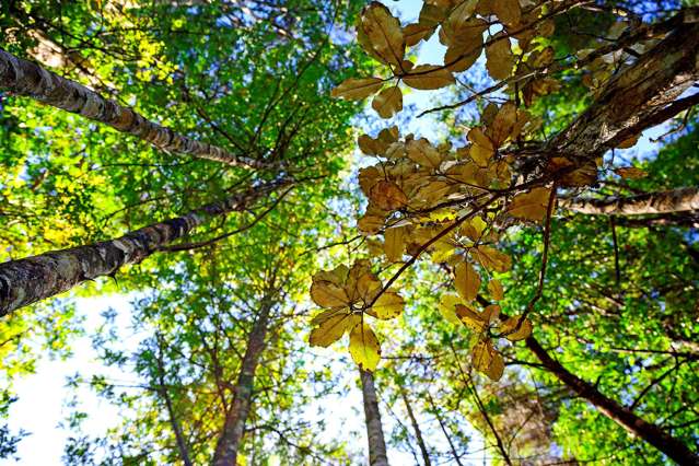 362 Wright Road Dairy Flat_1