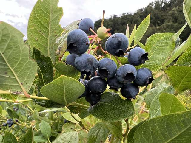 Blueberry Heaven In the Grey Valley - NOW REDUCED