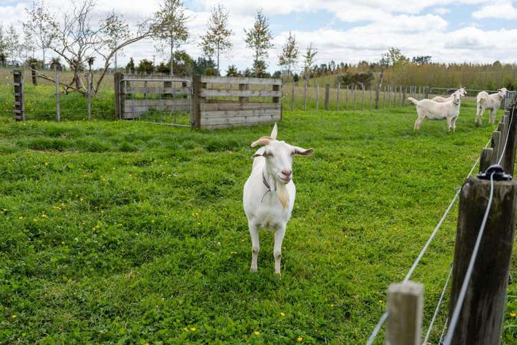 33 Signal Road Okaihau_26