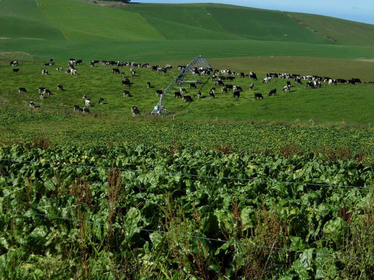 301 Whartons Road Five Forks and Surrounds_9