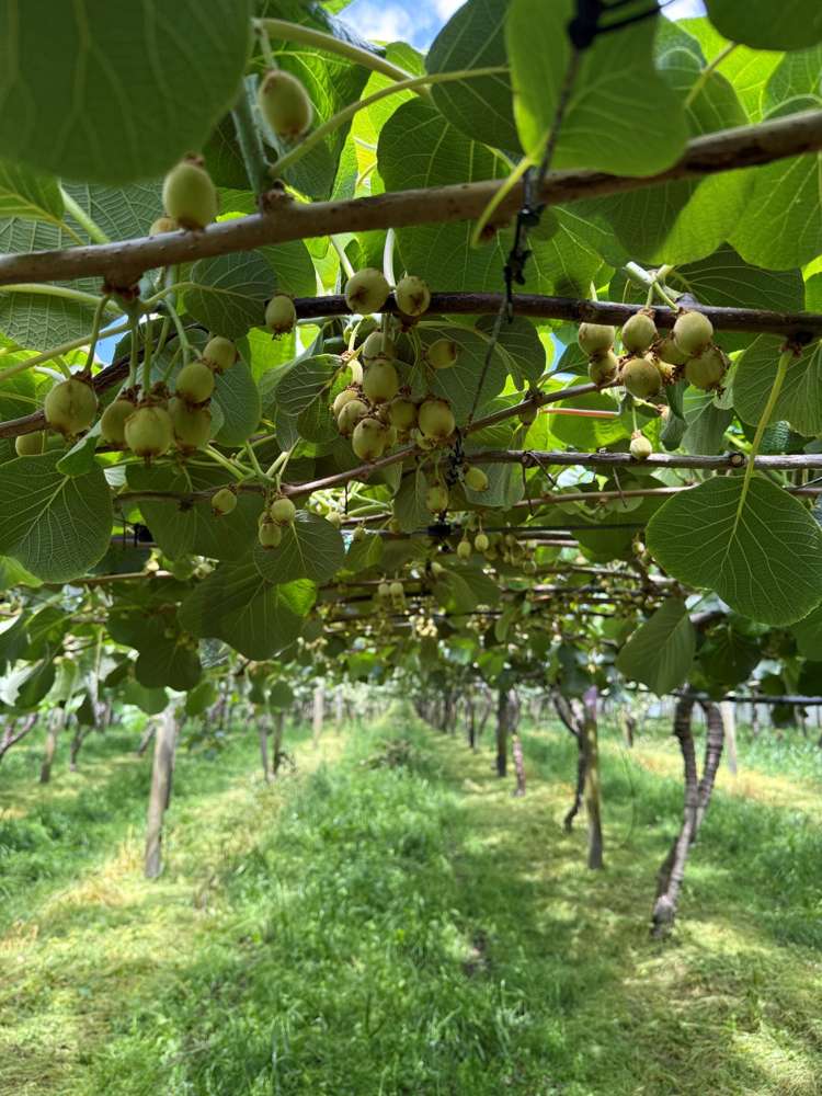 80 Roydon Downs Road Paengaroa_10