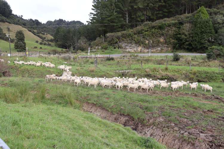 4869 Ohura Road Pohokura_31