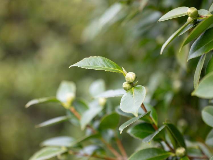 24 Larnach Street St Andrews_5