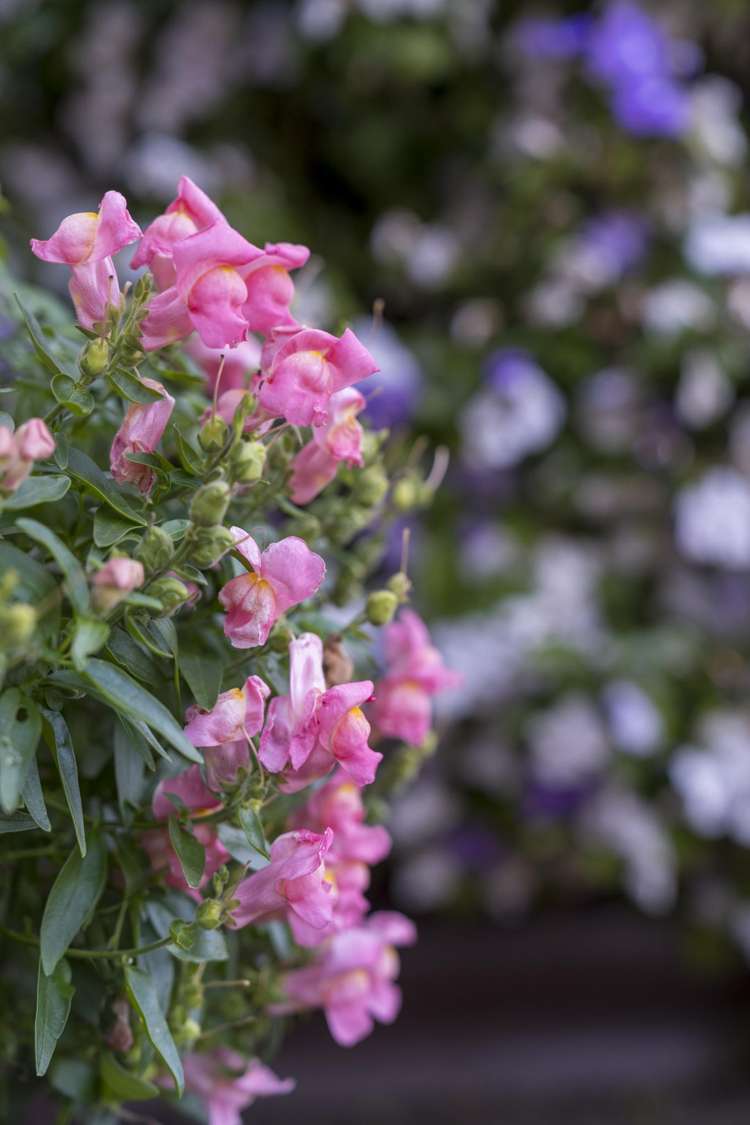 20 Muscat Place Henderson_33