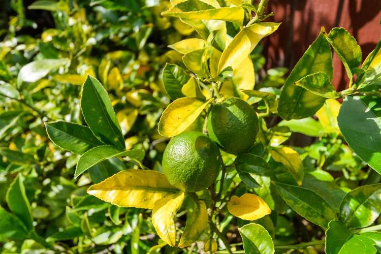 7b Humphrey Street Marton_27