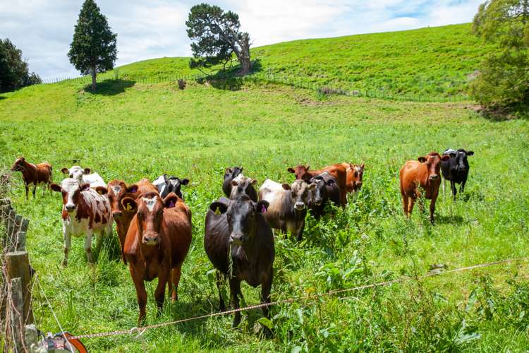 Waotu Road Putaruru_12