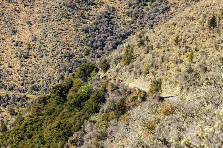 4098 Waihopai Valley Road Waihopai Valley_20