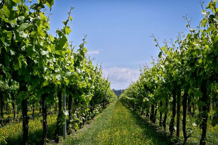 Whitmore Road Ormond_20