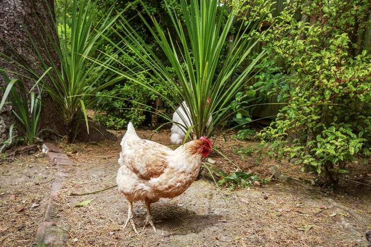 138 Hine Road Wainuiomata_16