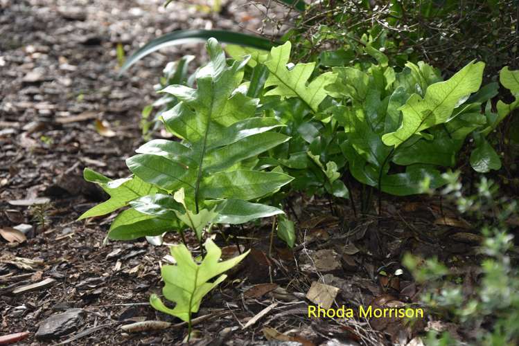 23 Te Wairoa Lane Tinopai_22