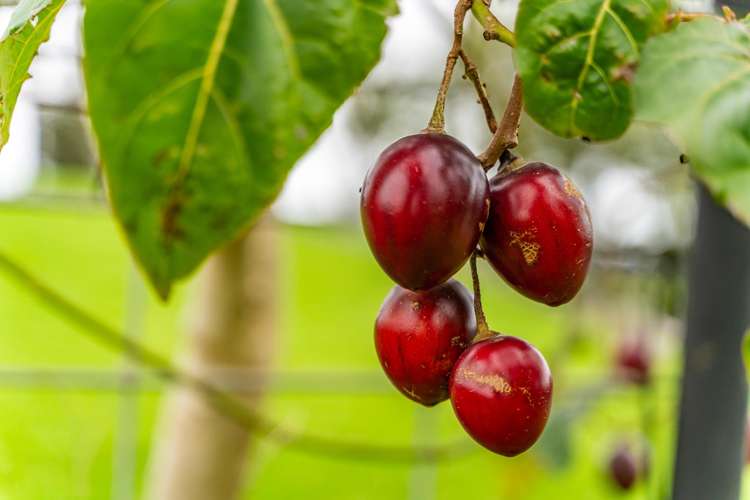 51 Jobe Road Maungakaramea_29