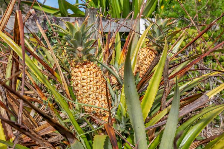 9 Crawford Road Maungakaramea_21