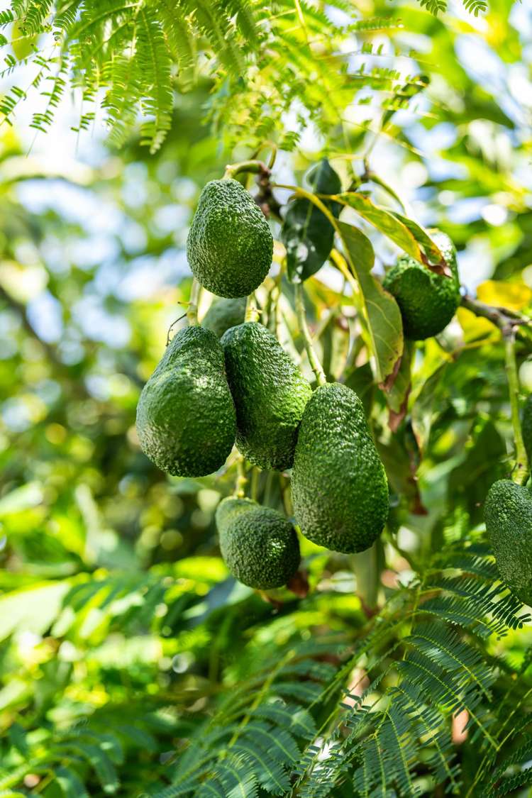 230B Rangi Avenue Whangamata_40