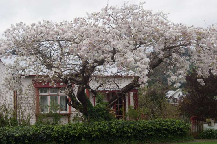 51 Wakefield Street_0