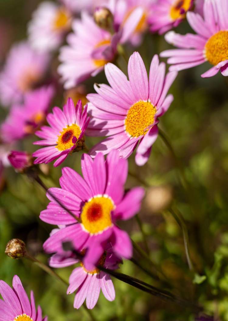 5 Princes Street Cambridge_20