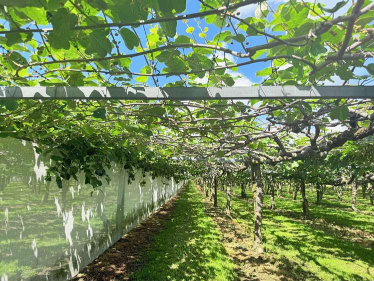 305 No 3 Road Te Puke_8