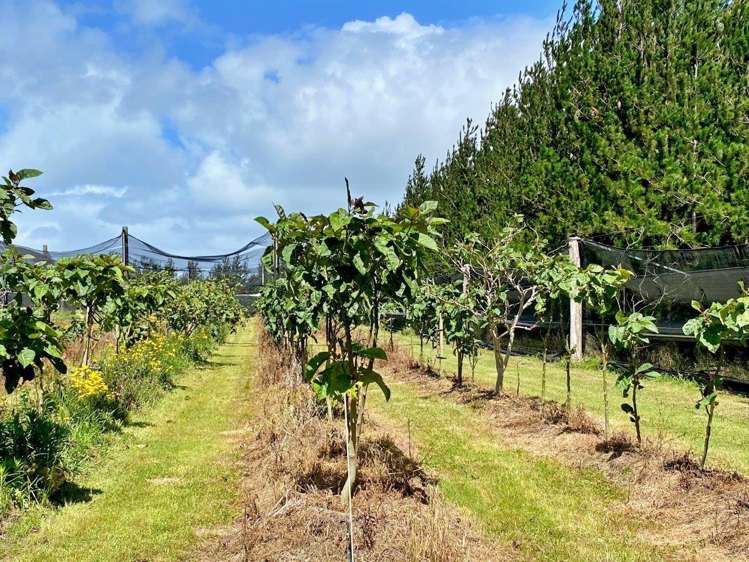 Lot 1 Elingamite Drive Pukenui_13