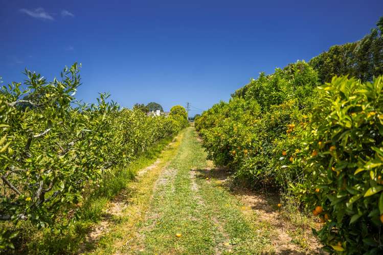 Kiwi Street Makaraka_13