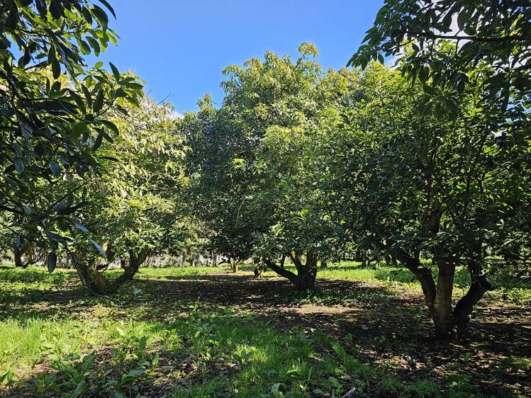 134a Athenree Road Athenree_11