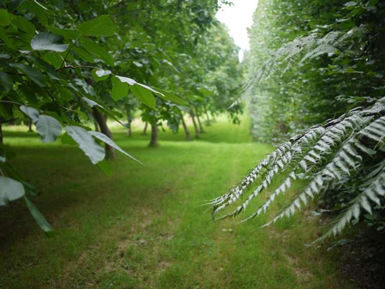 760 Allport Road Paengaroa_23