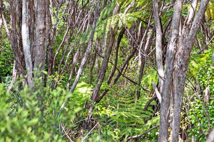 129 Stratford Drive Cable Bay_9