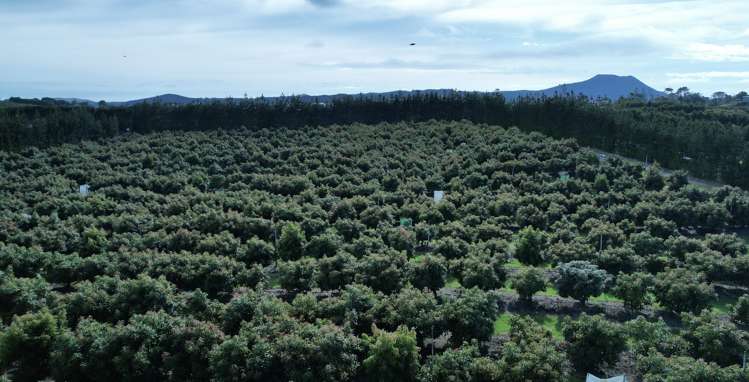 65 Elingamite Drive Pukenui_8