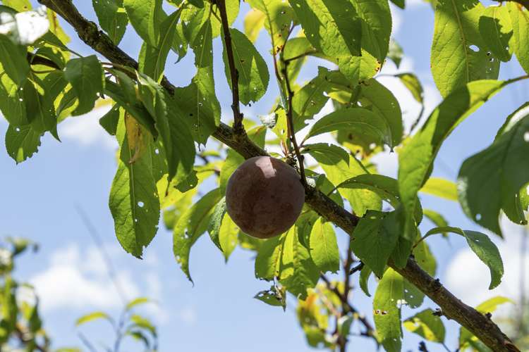 248 Jobe Road Maungakaramea_18